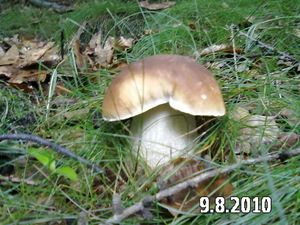 Klikni pro velký obrázek