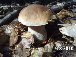 Klikni pro velký obrázek