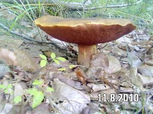 Klikni pro velký obrázek