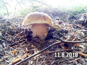 Klikni pro velký obrázek