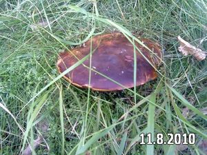 Klikni pro velký obrázek