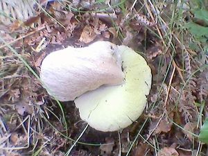 Klikni pro velký obrázek