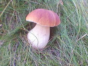 Klikni pro velký obrázek