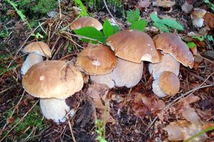 Klikni pro velký obrázek