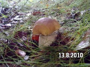 Klikni pro velký obrázek