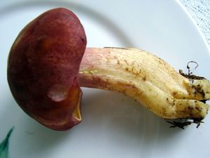 Klikni pro velký obrázek