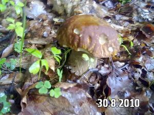 Klikni pro velký obrázek