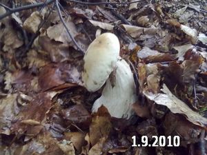 Klikni pro velký obrázek