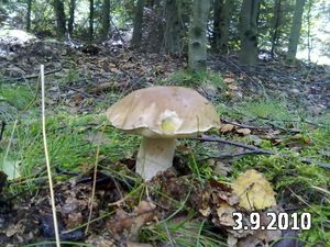 Klikni pro velký obrázek