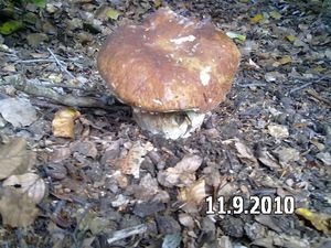 Klikni pro velký obrázek