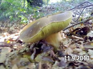 Klikni pro velký obrázek