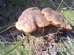 Klikni pro velký obrázek