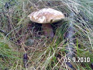 Klikni pro velký obrázek