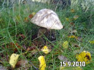 Klikni pro velký obrázek