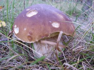 Klikni pro velký obrázek