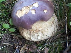 Klikni pro velký obrázek