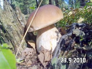 Klikni pro velký obrázek