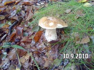 Klikni pro velký obrázek