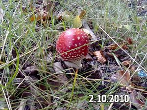 Klikni pro velký obrázek