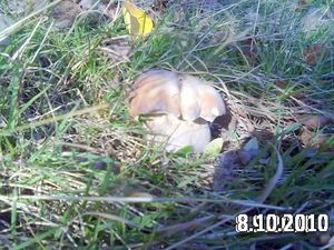 Klikni pro velký obrázek