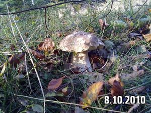 Klikni pro velký obrázek