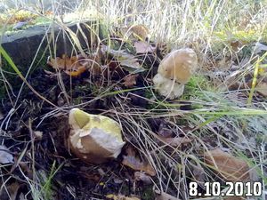 Klikni pro velký obrázek