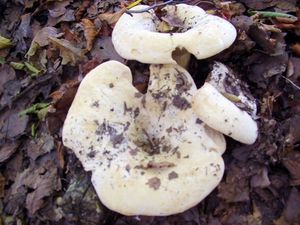 Klikni pro velký obrázek