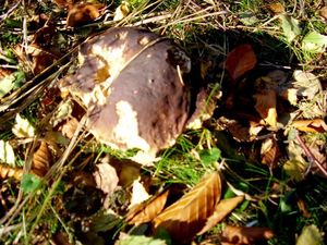 Klikni pro velký obrázek