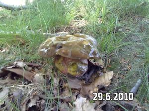 Klikni pro velký obrázek