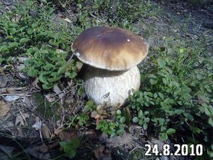 Klikni pro velký obrázek