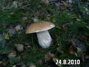 Klikni pro velký obrázek