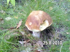 Klikni pro velký obrázek