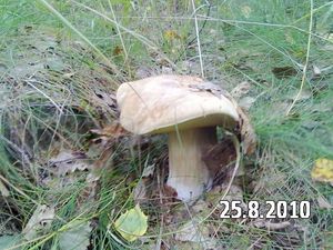 Klikni pro velký obrázek