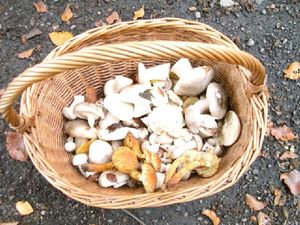 Klikni pro velký obrázek