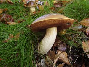 Klikni pro velký obrázek