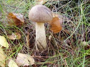 Klikni pro velký obrázek