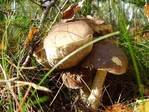 Klikni pro velký obrázek