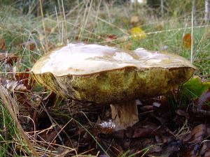 Klikni pro velký obrázek