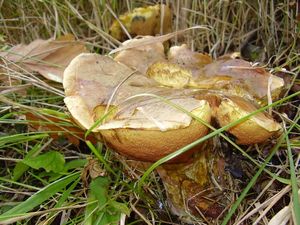 Klikni pro velký obrázek