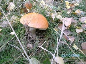 Klikni pro velký obrázek