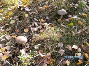 Klikni pro velký obrázek