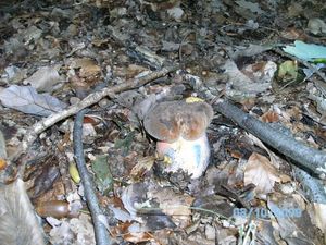 Klikni pro velký obrázek