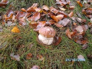 Klikni pro velký obrázek