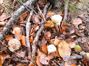 Klikni pro velký obrázek