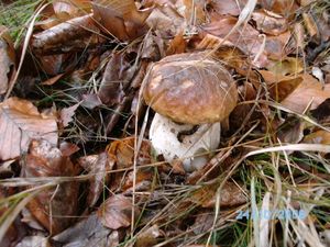 Klikni pro velký obrázek