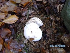 Klikni pro velký obrázek