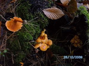 Klikni pro velký obrázek