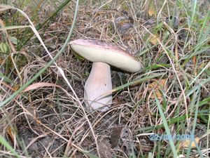 Klikni pro velký obrázek