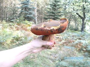 Klikni pro velký obrázek