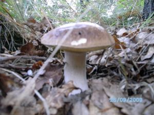 Klikni pro velký obrázek